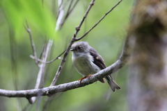 Petroica macrocephala macrocephala
