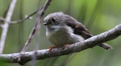 Petroica macrocephala macrocephala