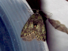 Hydriomena perfracta