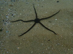 Ophiopsammus maculata