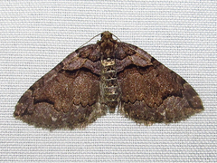 Anticlea vasiliata