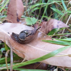 Stanisicarion freycineti