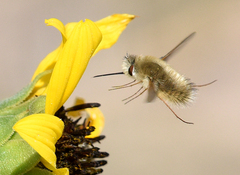 Anastoechus barbatus