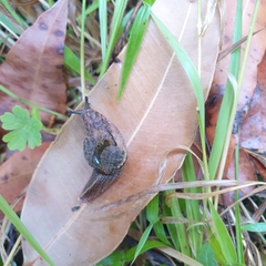 Stanisicarion freycineti