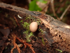 Lycogala epidendrum