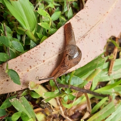 Stanisicarion freycineti