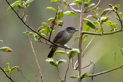 Pachyramphus validus