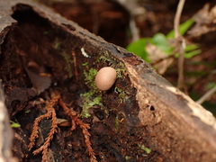 Lycogala epidendrum