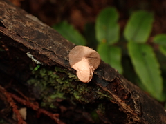 Lycogala epidendrum