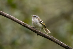 Mecocerculus stictopterus