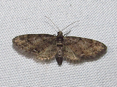 Eupithecia columbiata