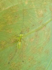 Phlugis ocraceovittata