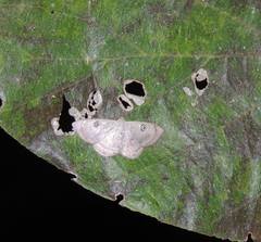 Argyrotome muricolor