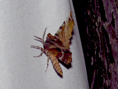 Deidamia inscriptum