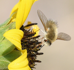 Anastoechus barbatus