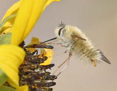 Anastoechus barbatus