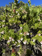 Arctostaphylos montaraensis
