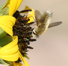 Anastoechus barbatus