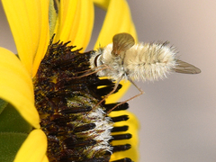 Anastoechus barbatus