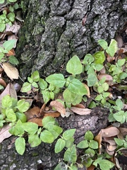 Calyptocarpus vialis