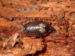 Styloniscus thomsoni