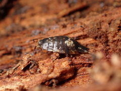 Styloniscus thomsoni