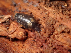 Styloniscus thomsoni