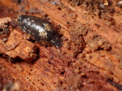 Styloniscus thomsoni
