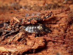 Styloniscus thomsoni