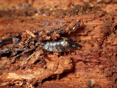 Styloniscus thomsoni
