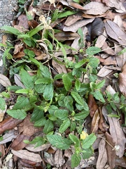 Malvastrum coromandelianum