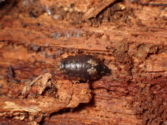 Styloniscus thomsoni
