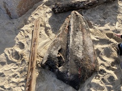 Dermochelys coriacea