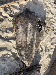 Dermochelys coriacea