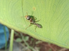 Pseudomyrmex gracilis
