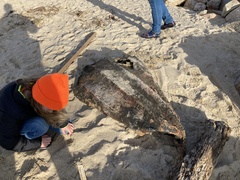 Dermochelys coriacea