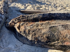 Dermochelys coriacea