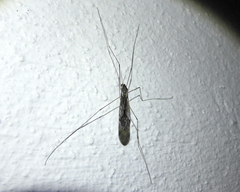 Ischnotoma