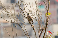 Rupornis magnirostris