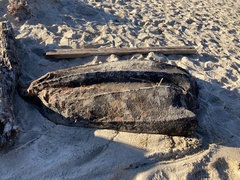 Dermochelys coriacea