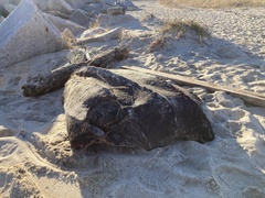 Dermochelys coriacea