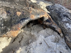 Dermochelys coriacea