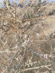 Asphondylia floccosa