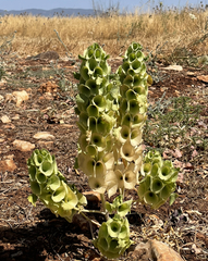 Moluccella laevis