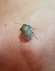 Acrosternum millierei