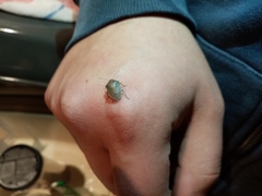 Acrosternum millierei