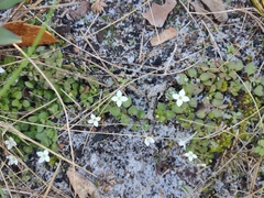 Houstonia procumbens