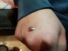 Acrosternum millierei