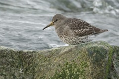 Calidris ptilocnemis