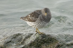 Calidris ptilocnemis